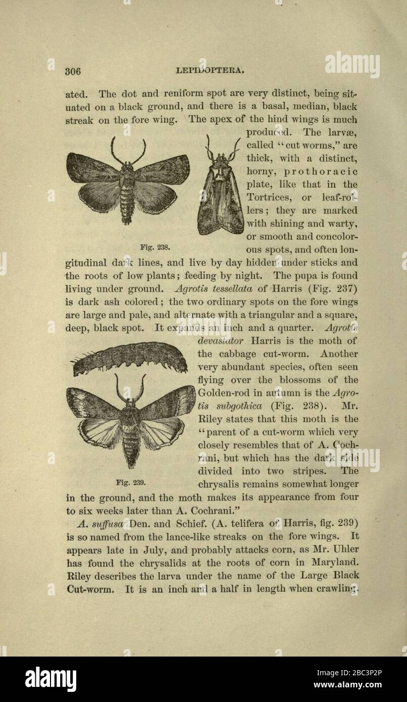 Guide to the study of insects stock photo alamy