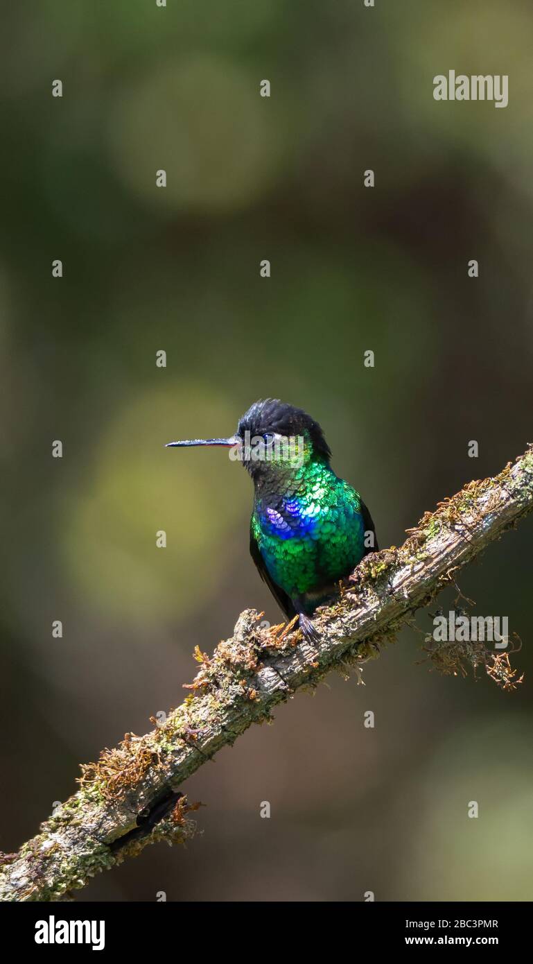 Fiery-throated hummingbird looking to the left Stock Photo