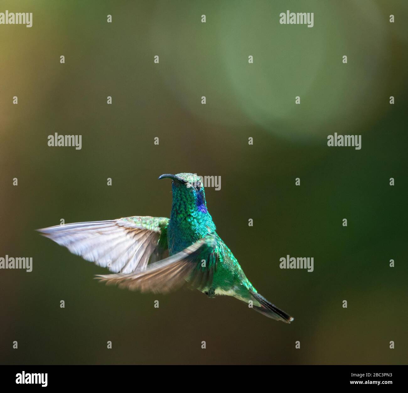 Hovering male Lesser Violetear with curved beak Stock Photo