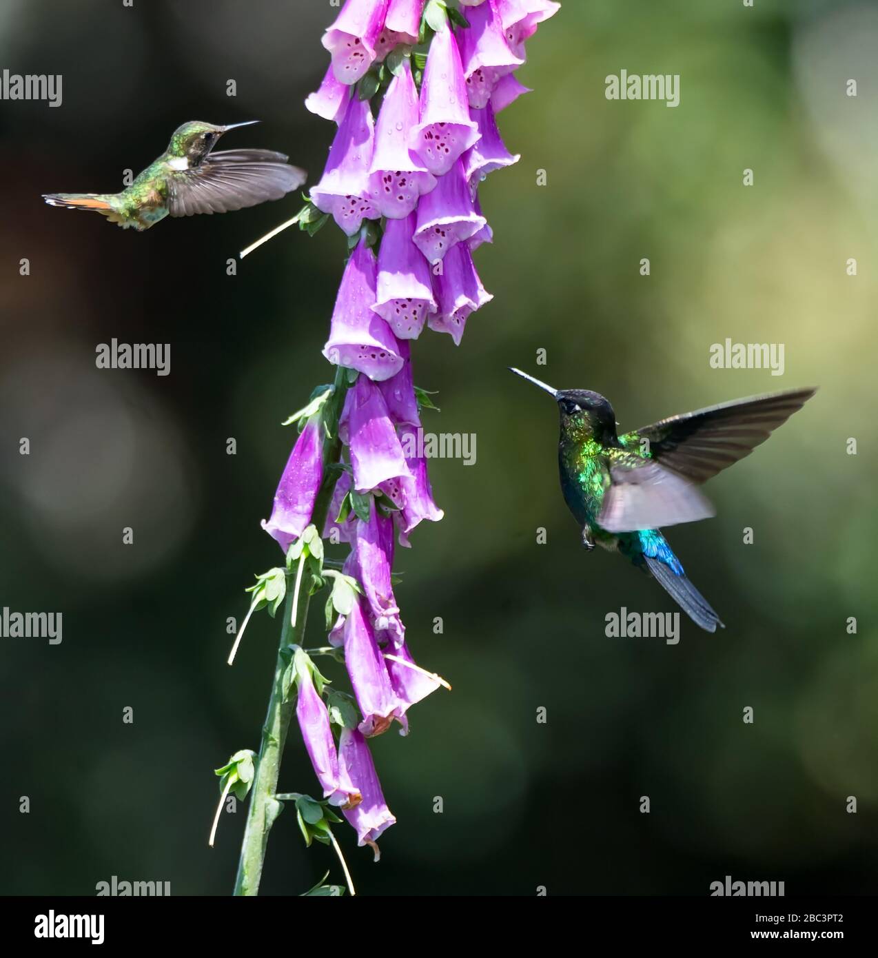 Pair of Fiery-throated hummingbird approaching blooms filled with nectar Stock Photo