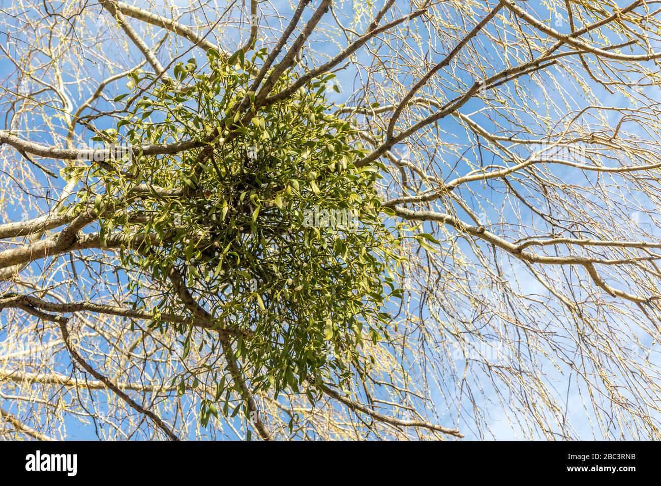 Mistletoe in tree, Chepstow, Wales, UK Stock Photo