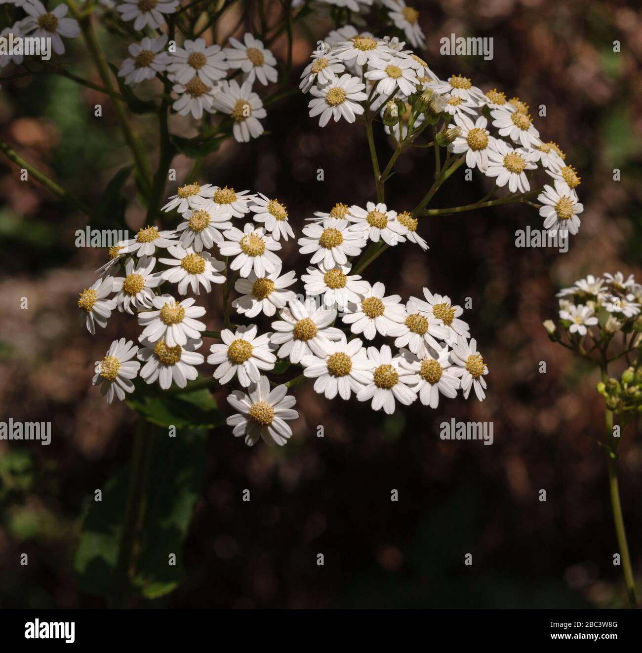 Pericallis murrayi, El Hierro endemic Asteraceae Stock Photo