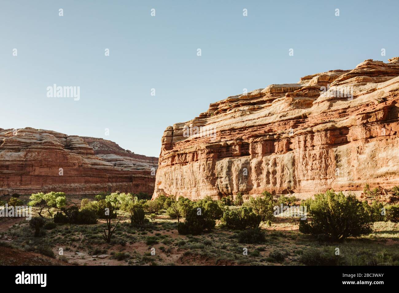 desert shrubs in a desert spring oasis in the maze canyonlands utah