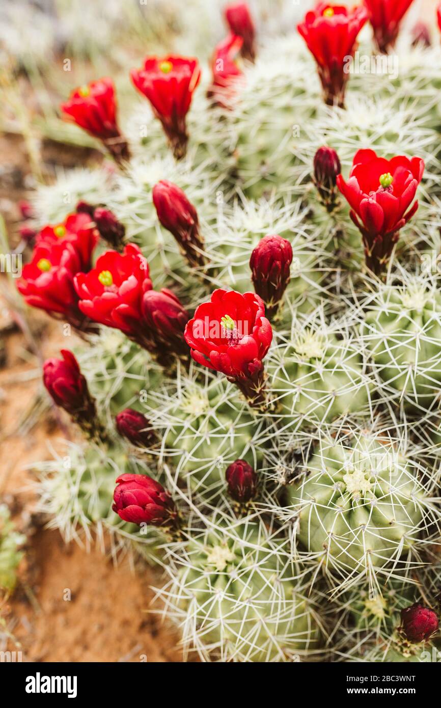 red flowers of claret cup cactus bloom in the desert of utah Stock Photo