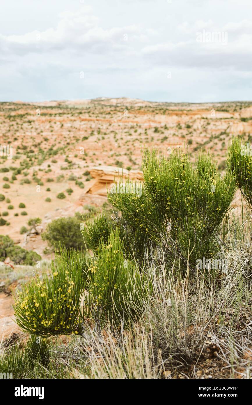 Yellow desert shrub hires stock photography and images Alamy