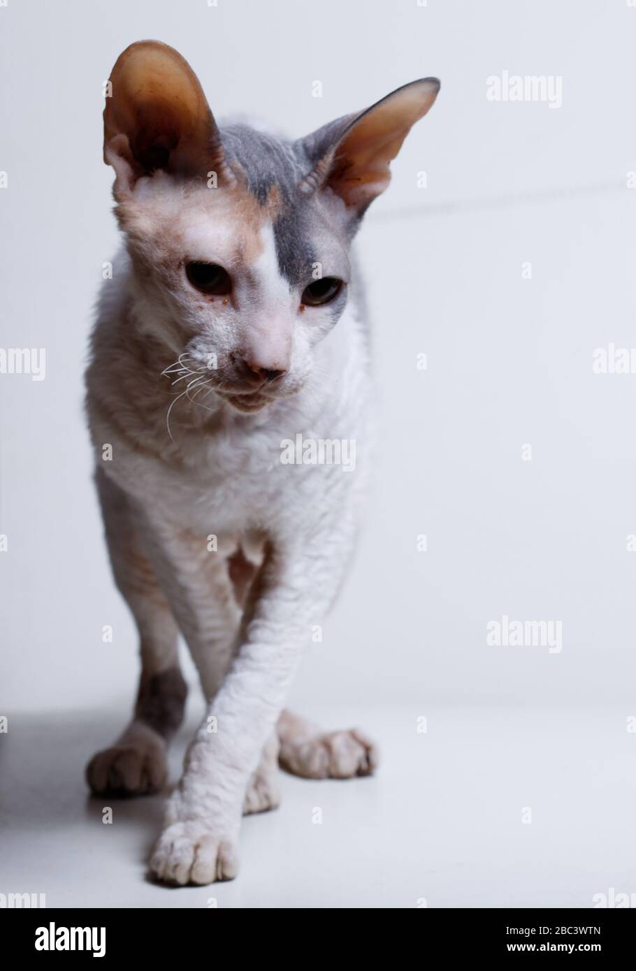 Cornish rex cat on a white background Stock Photo