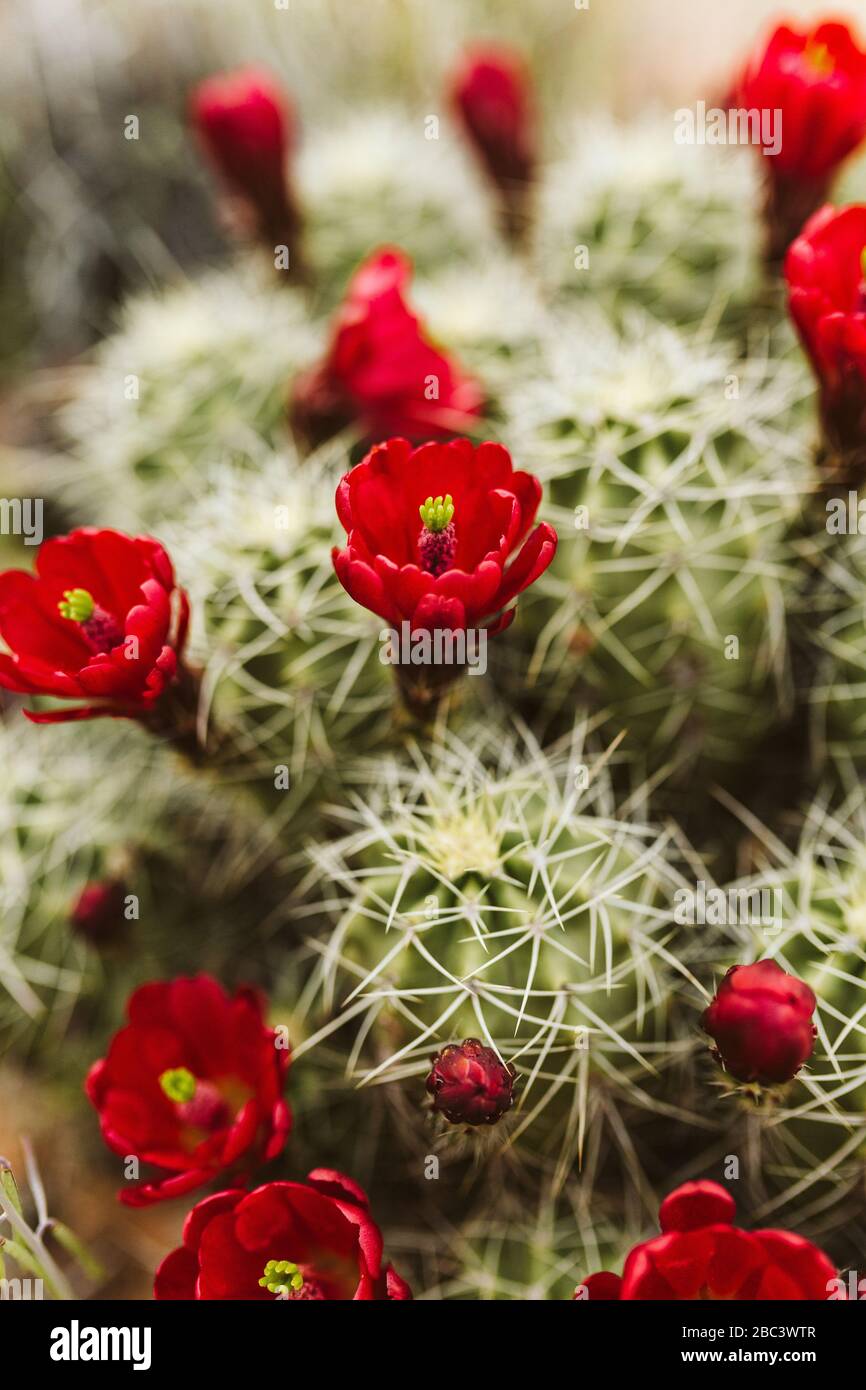 claret cup cactus blooming red flowers in the deserts of western US Stock Photo