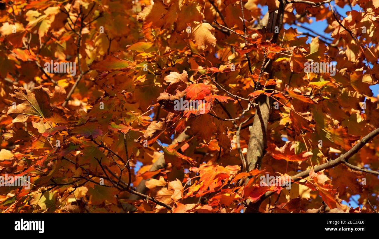 Red and Orange Autumn Leaves on a tree branch background Stock Photo ...