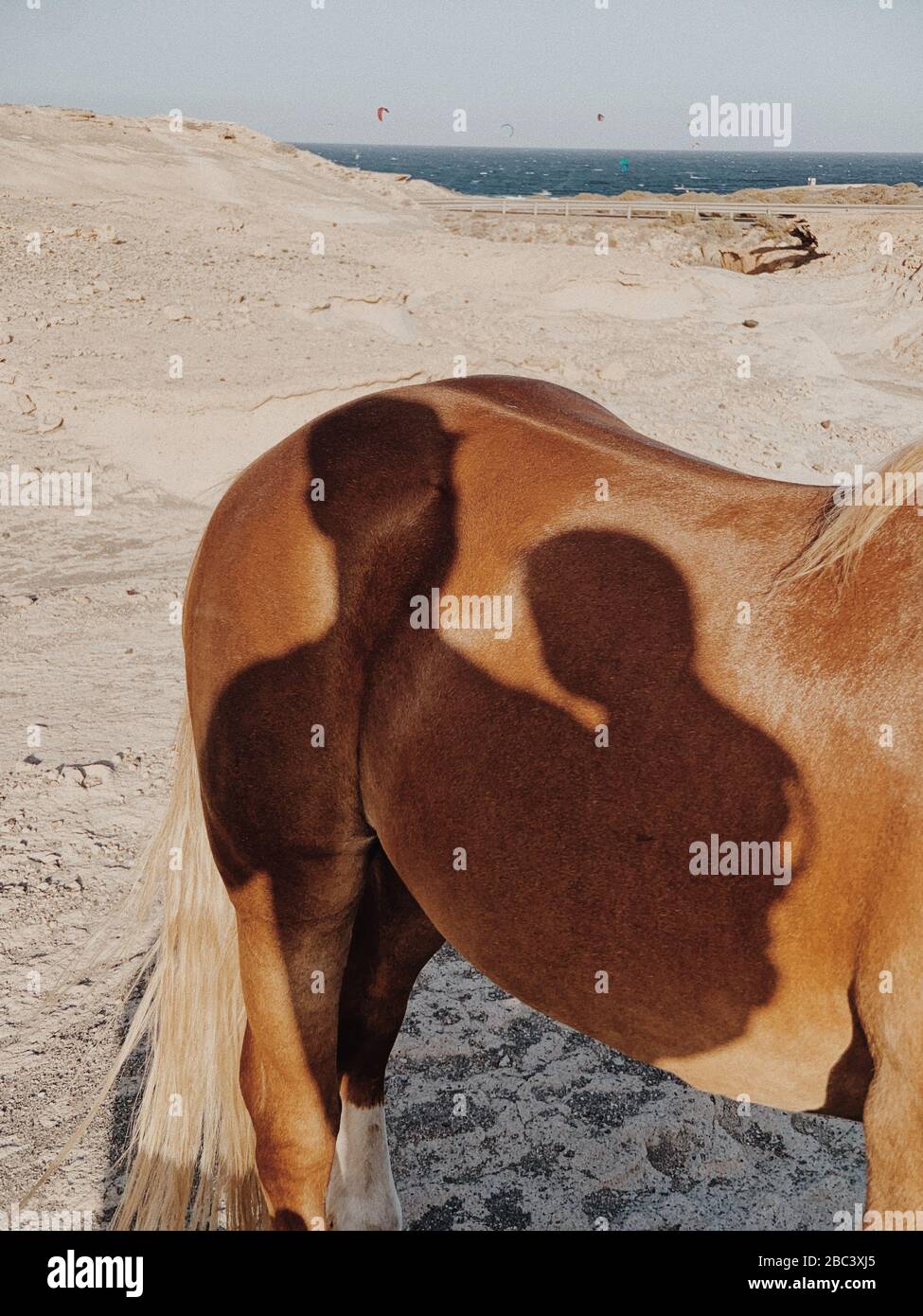 Close up of man and child shadow projected on horse skin Stock Photo