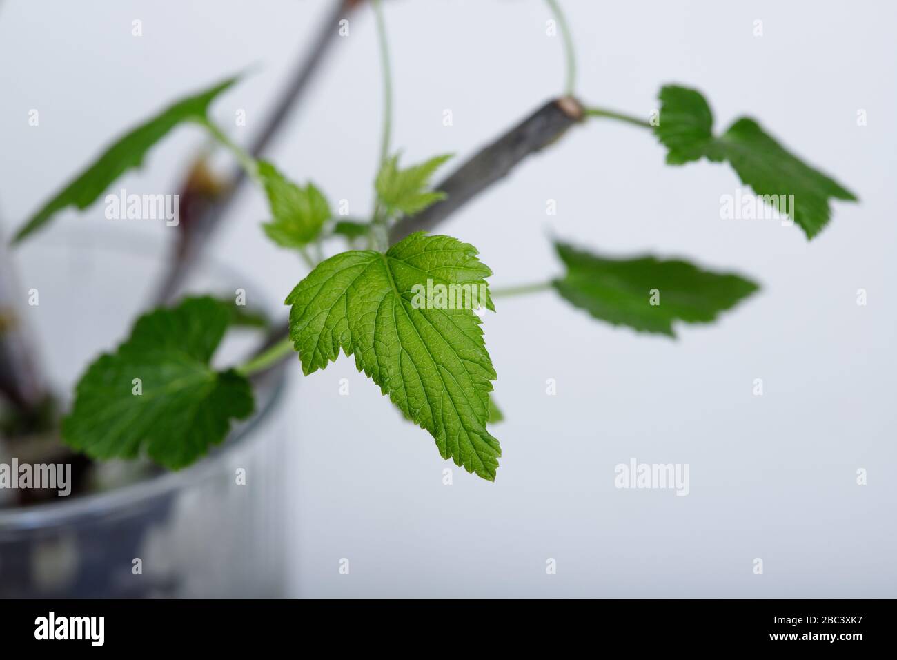 Cuttings of black currant on a white background. Cuttings. Stock Photo