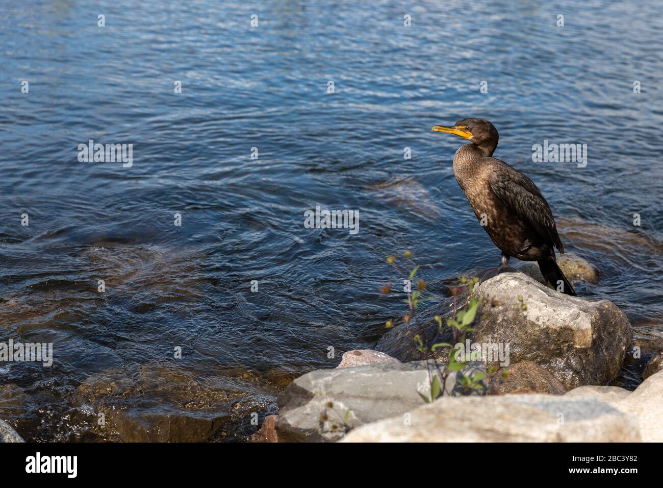 Double crested cormorant sunning itself along the rocky shoreline Stock Photo