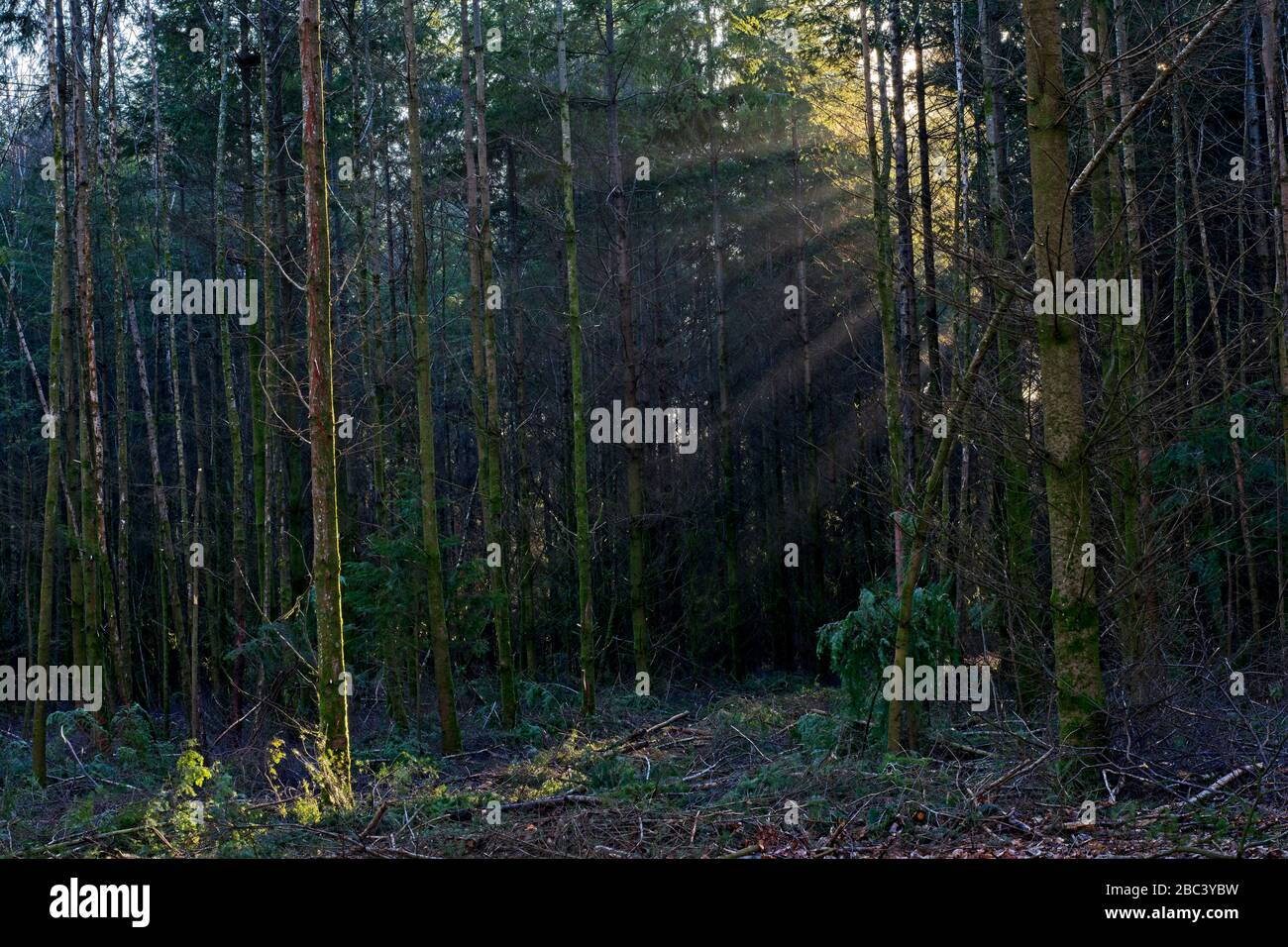 Sunburst through trees in the New Forest Stock Photo
