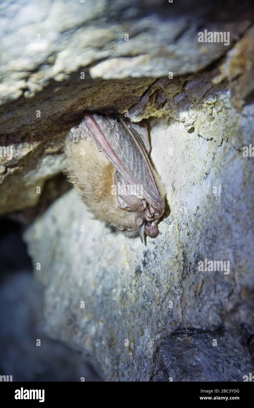 Townsends big-eared bat sleeping in an old mine Stock Photo