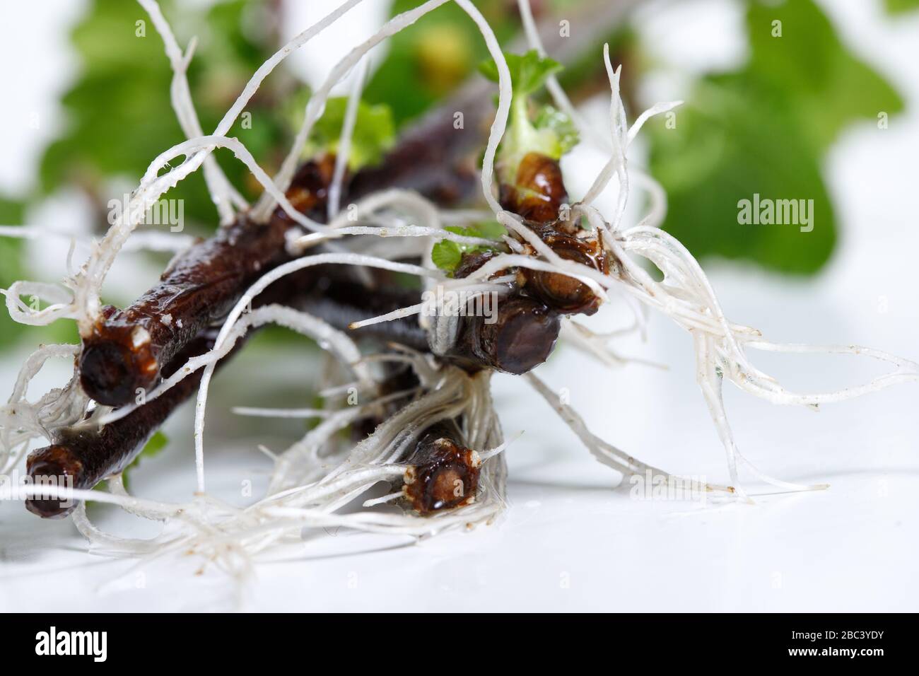 Blackcurrant roots isolated on white background. Cuttings Stock Photo