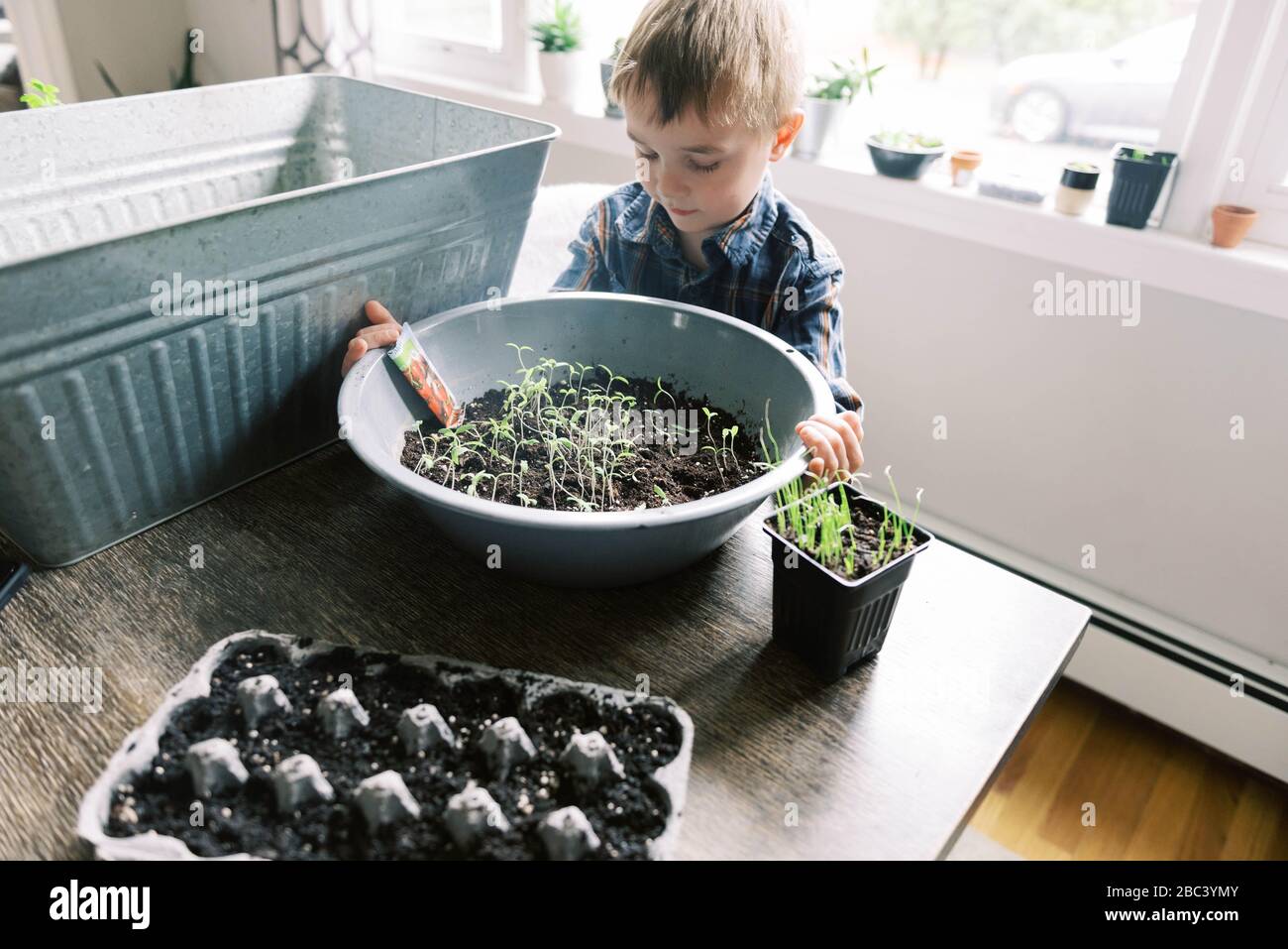 Little boy growing little cherry tomatoes for the season. Stock Photo