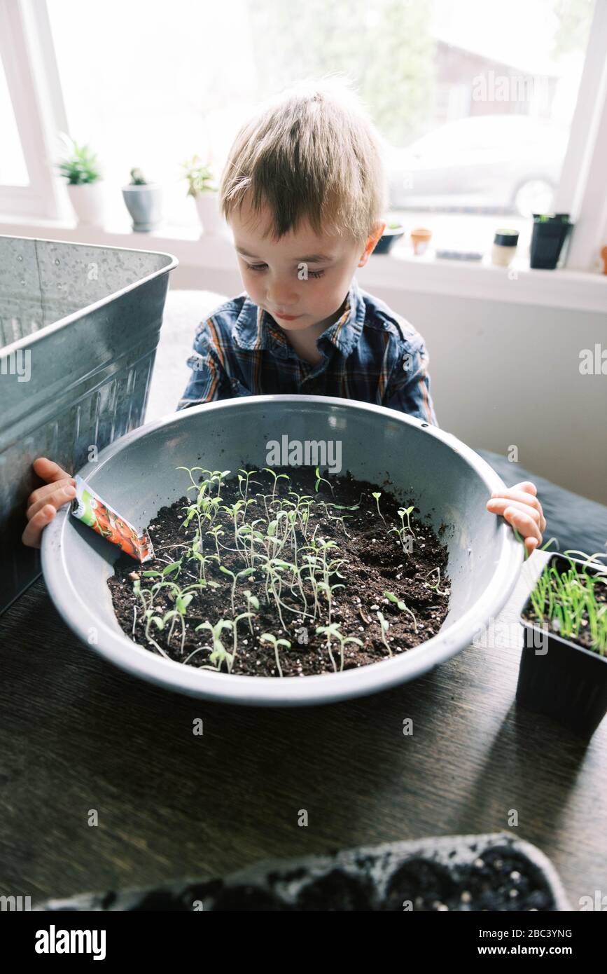 Little boy growing little cherry tomatoes for the season. Stock Photo
