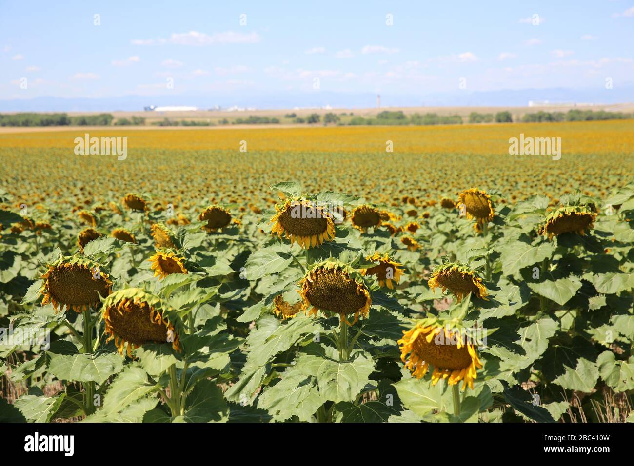 Beautiful Sunflower in Colorado with the Rocky Mountains in the
