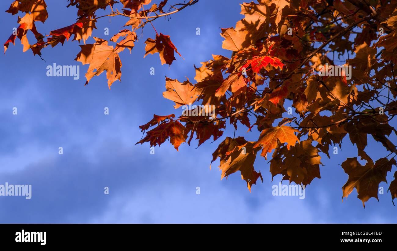 Red and Orange Autumn Leaves on a tree branch in front of cloudy dark ...