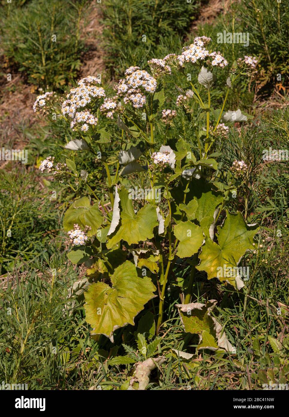 Pericallis steetzii, endemic Asteraceae from La Gomera Stock Photo