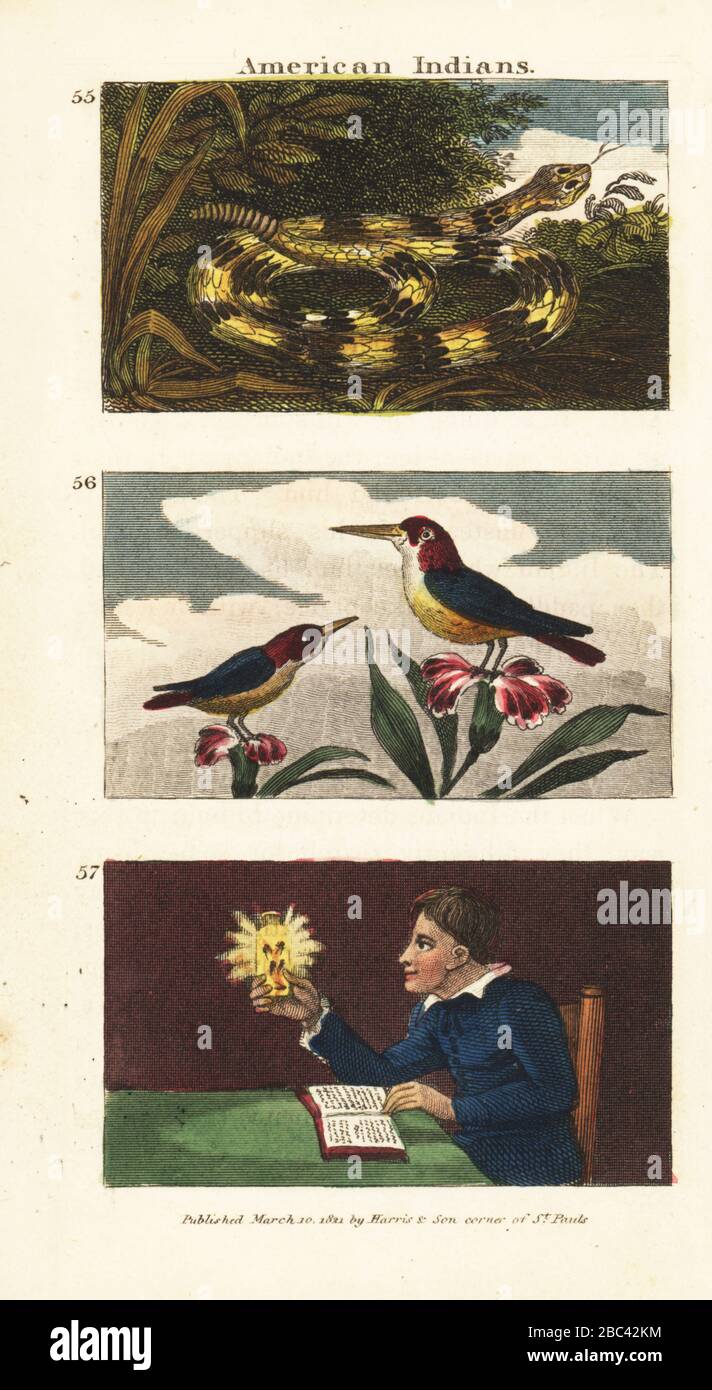 The rattlesnake, Crotalus cerastes 55, Trochilinae hummingbirds 56 and man reading a book by the light of fireflies in a vial 57. Handcoloured copperplate engraving from Rev. Isaac Taylor’s Scenes in America, for the Amusement and Instruction of Little Tarry-at-Home Travelers, John Harris, London, 1821. Stock Photo