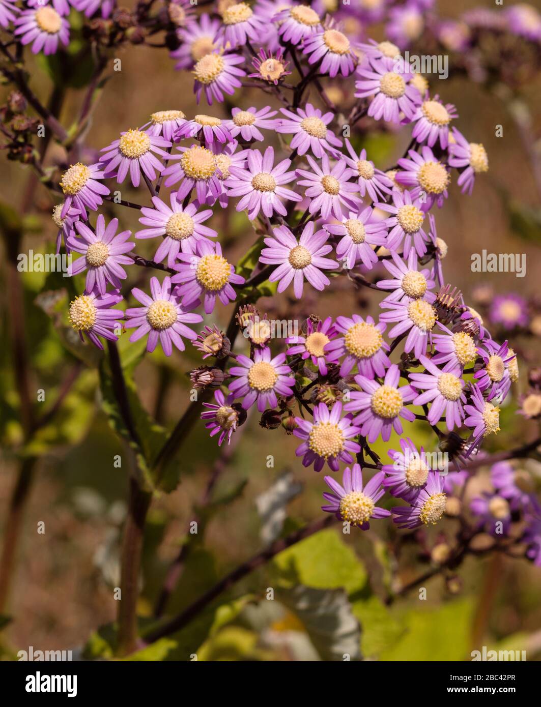 Pericallis steetzii, endemic Asteraceae from La Gomera Stock Photo
