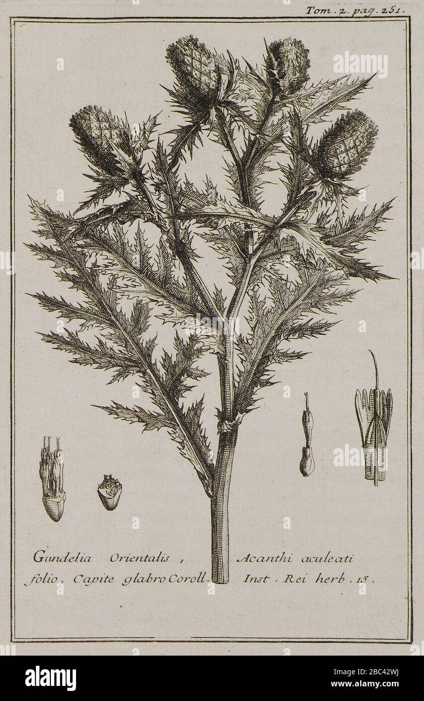 Gundelia Orientalis, Acanthi aculeati folio, Capite glabro Coroll Inst Rei herb 15 - Tournefort Joseph Pitton De - 1717. Stock Photo