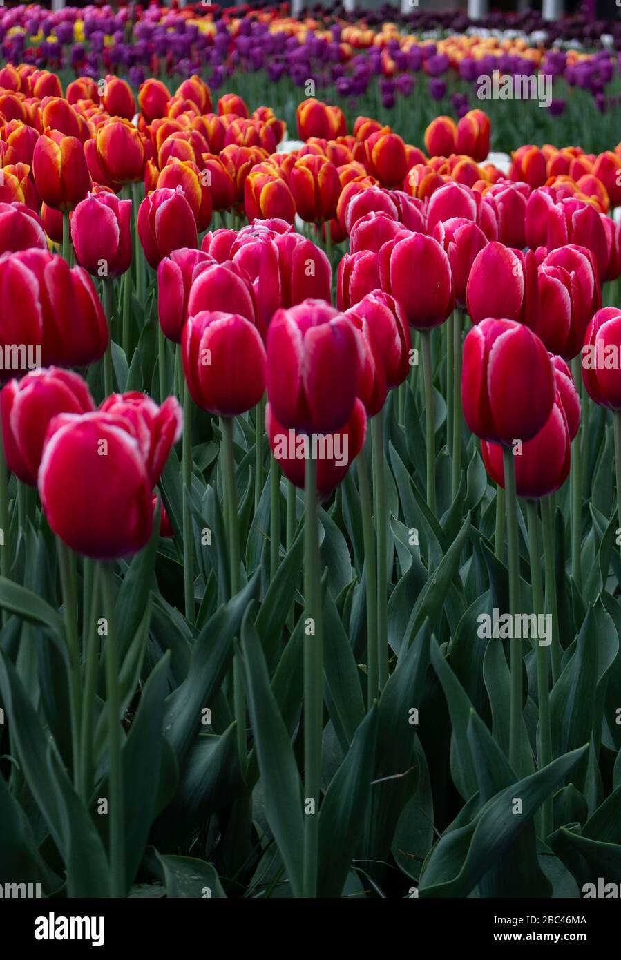 Blooming tulips in Keukenhof, worlds largest flower garden park Stock ...
