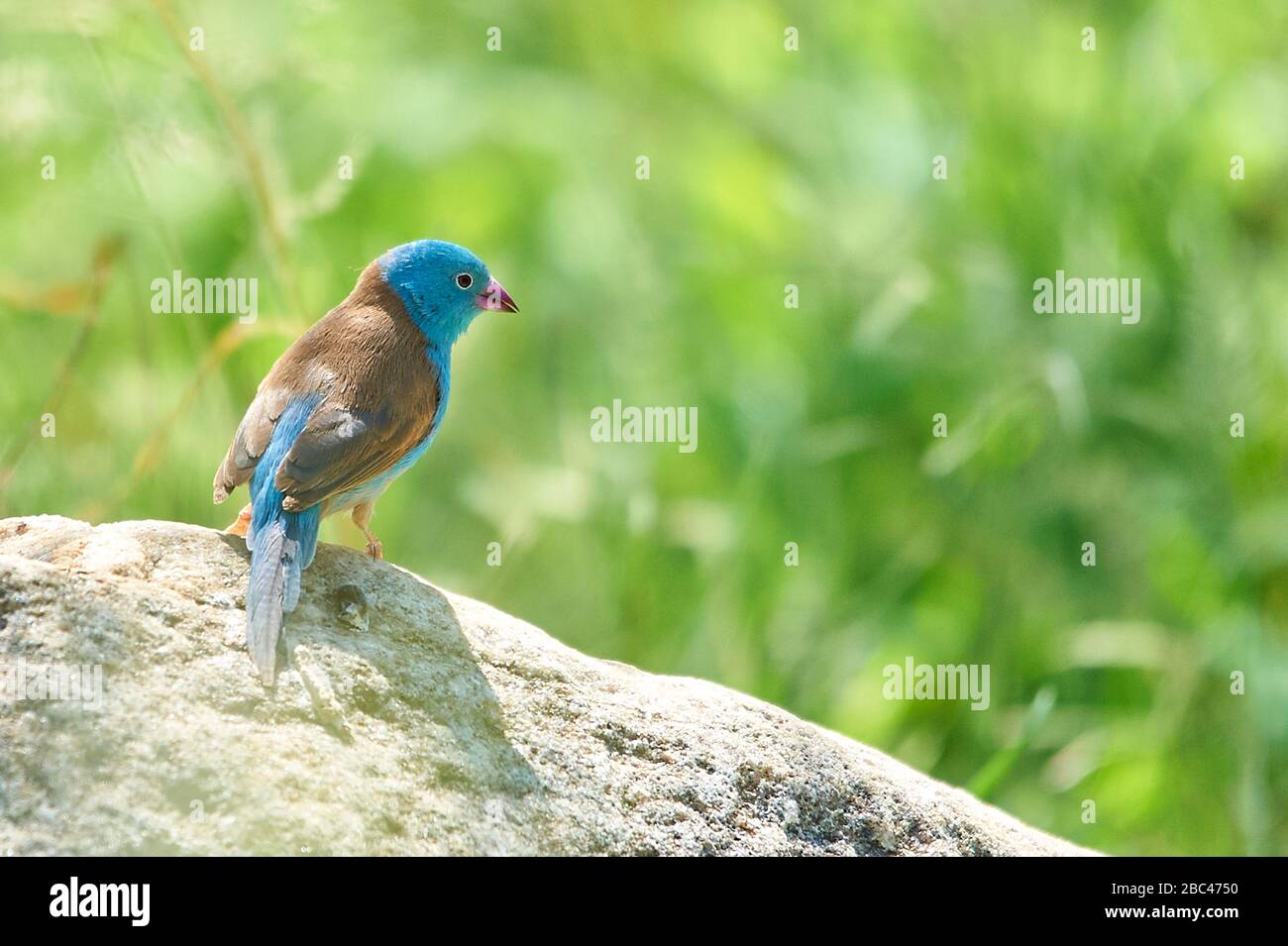 A Blue Waxbill Cordon Bleu finch, perching on a rock Stock Photo