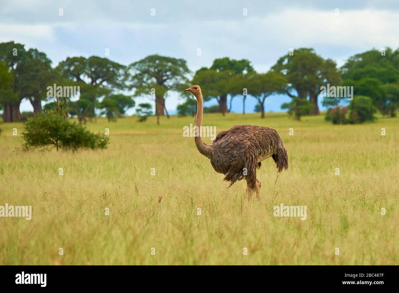 An ostrich strolling through the Tarangire Valley, Northern Tanzania Stock Photo
