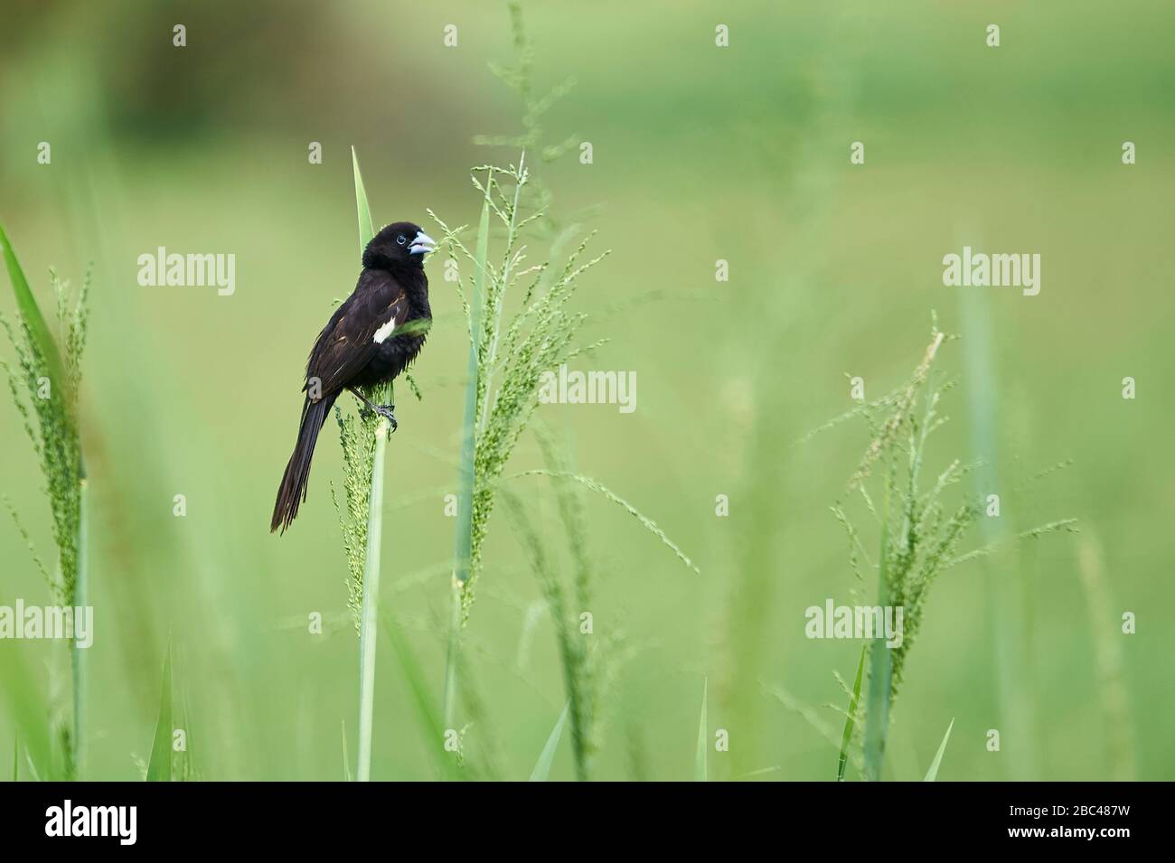 A White-winged Widowbird clinging on to a blade of grass Stock Photo
