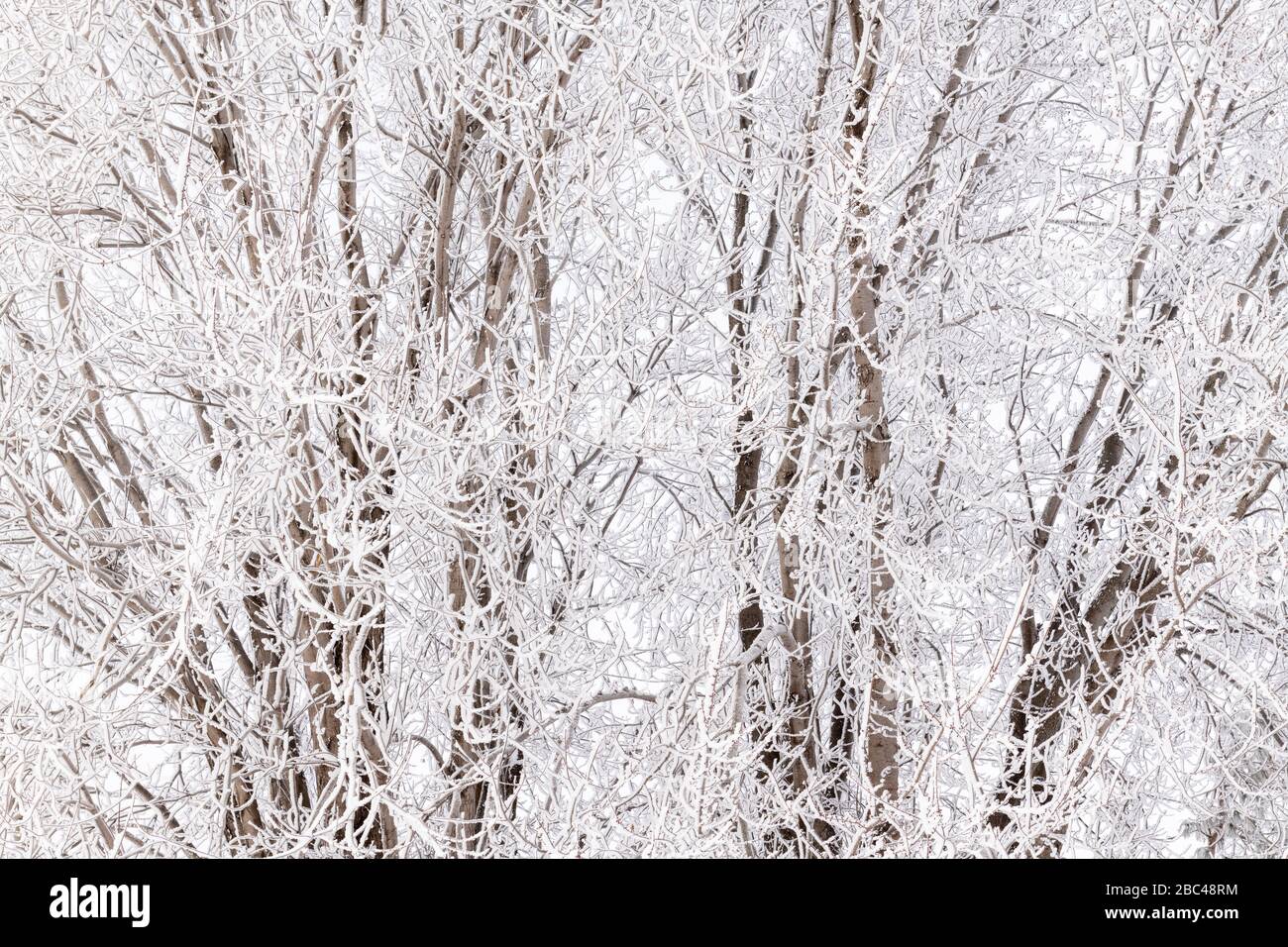 Hoarfrost (rime frost) covering prairie grasses and trees, Winter, midwestern USA, by Dominique Braud/Dembinsky Photo Assoc Stock Photo