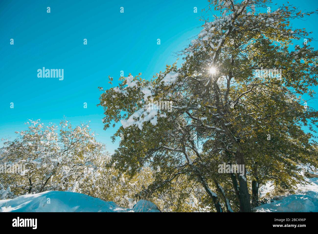 a ray of sunlight passes through the leaves and branches of the oak tree, during a day with clear sky and blue sky. Winter in Cananea, Sonora, Mexico. Snow on the La Mariquita and Sierra Elenita mountains. 2020. (Photo by: GerardoLopez / NortePhoto.com)... ........... un rayo de luz de sol atraviesa las hojas y ramas de  arbol encino, durante un dia con cielo despejado y cielo azul. Invierno en Cananea, Sonora, Mexico.  Nieve en la siera la Mariquita y sierra Elenita . 2020. (Photo by: GerardoLopez/NortePhoto.com ) Stock Photo