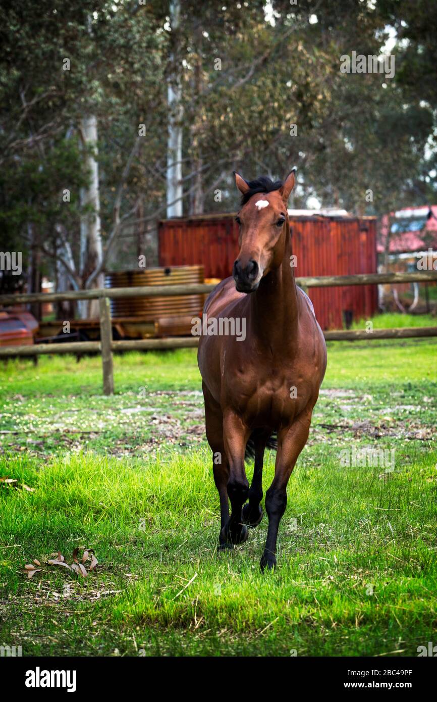 Brown horse running towards the camera in a paddock Stock Photo