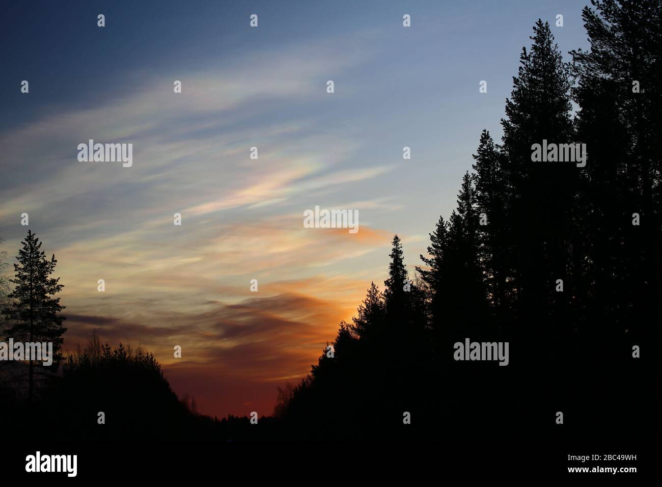 Nacreous clouds in the morning over forest silhouette. Stock Photo