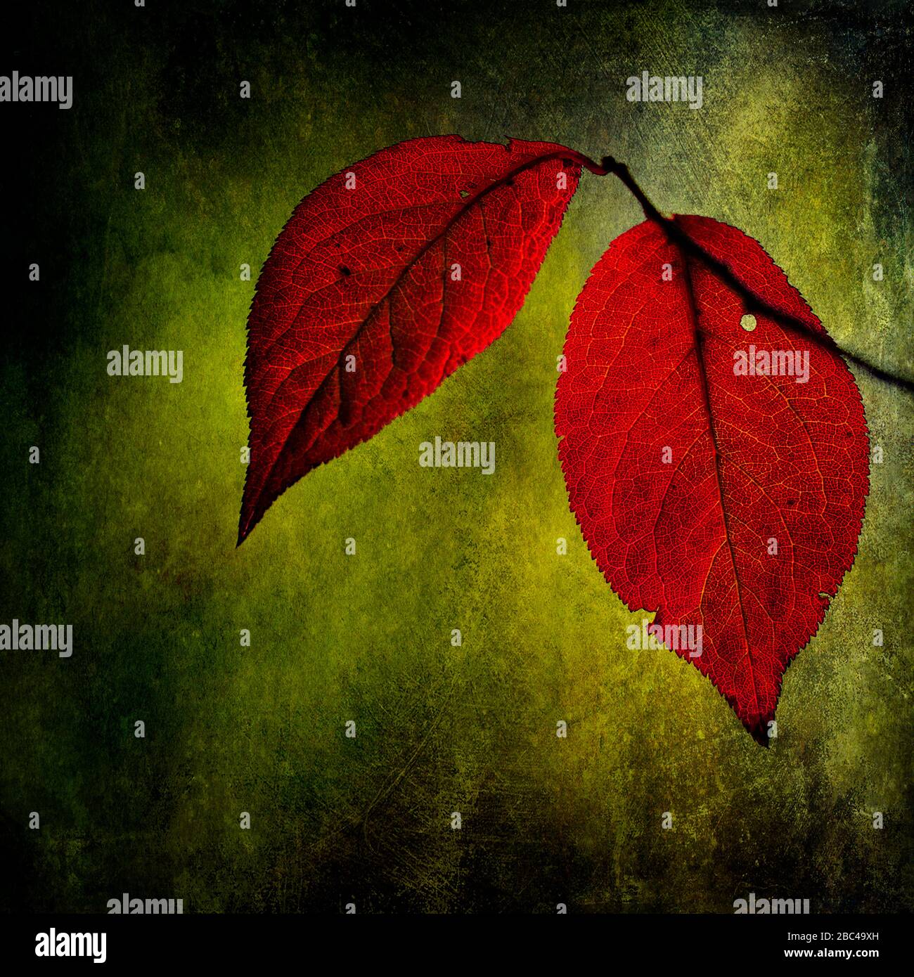 Red leaves texture hi-res stock photography and images - Alamy