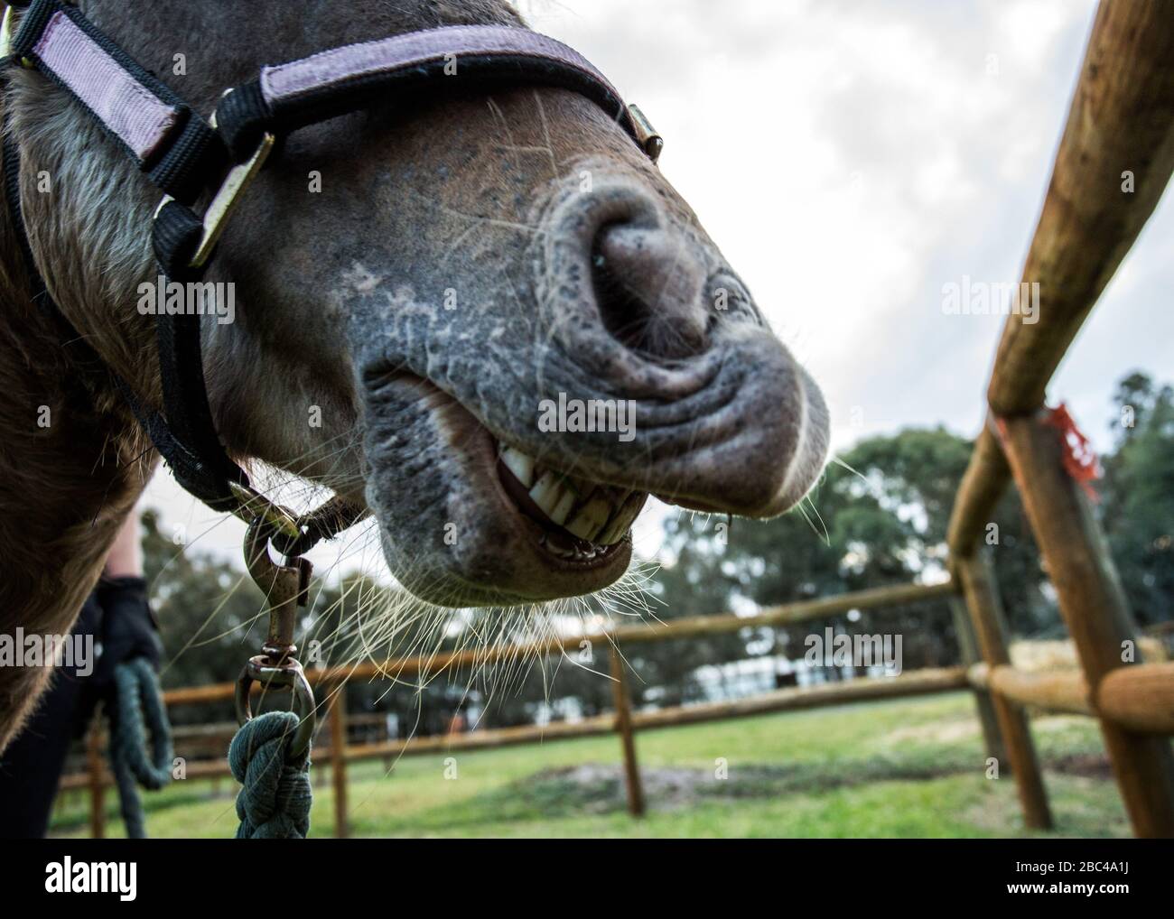 Closeup of a pony wriggling nose and showing teeth Stock Photo