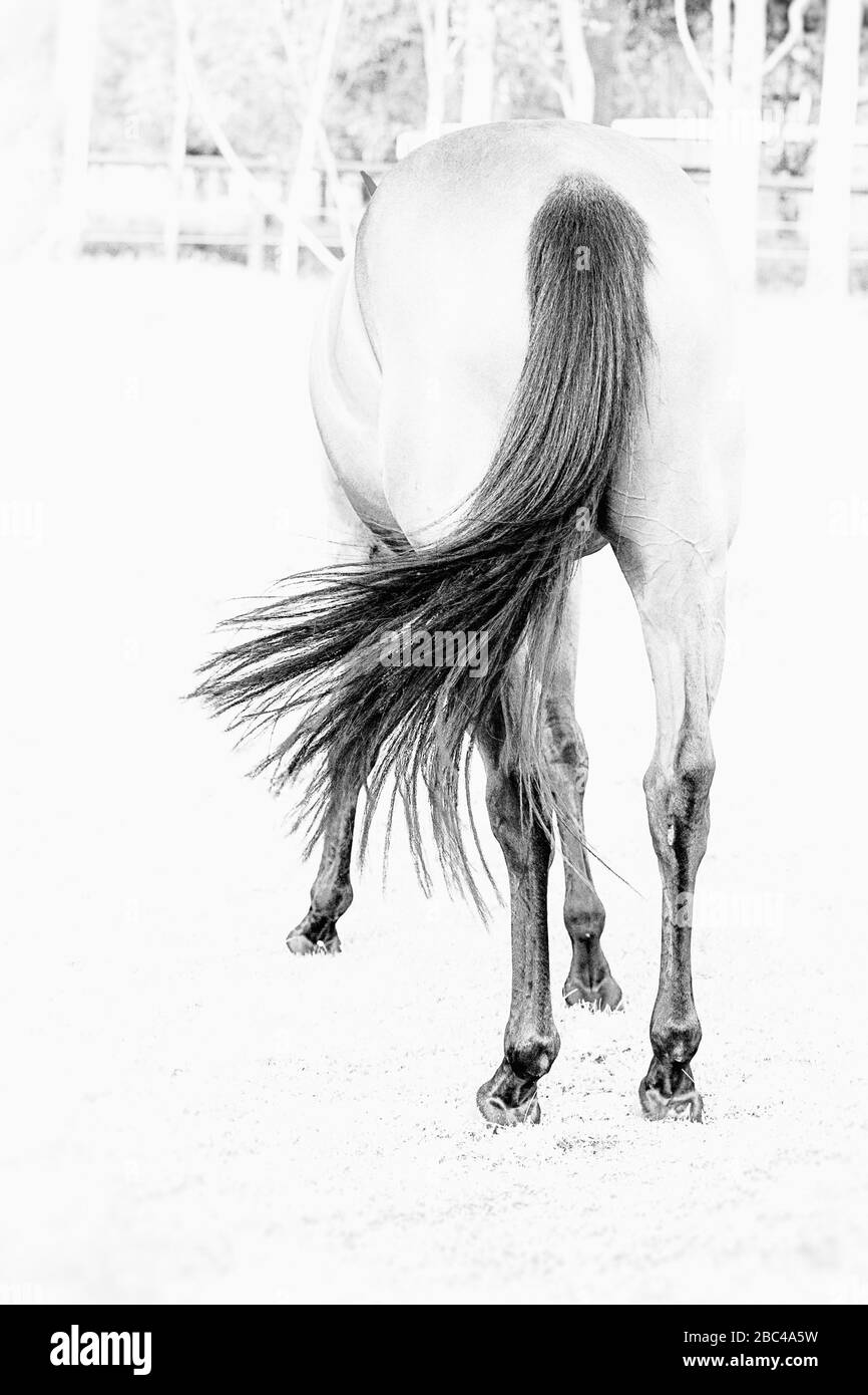 Black and white, high key image of a horse swishing it's tail from behind Stock Photo