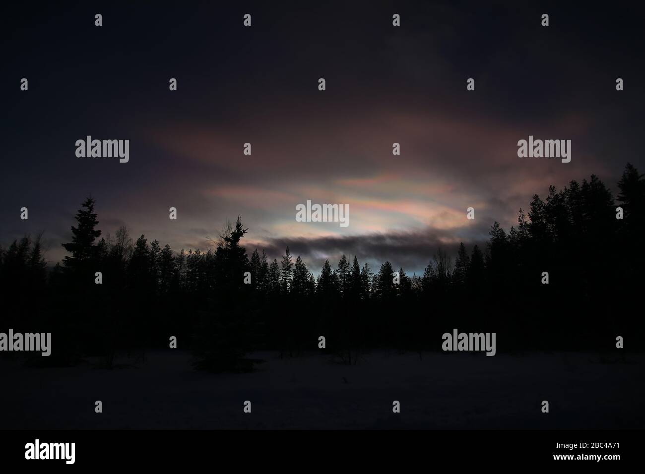 Nacreous and cumulus clouds in dusk over tree silhouettes. Stock Photo