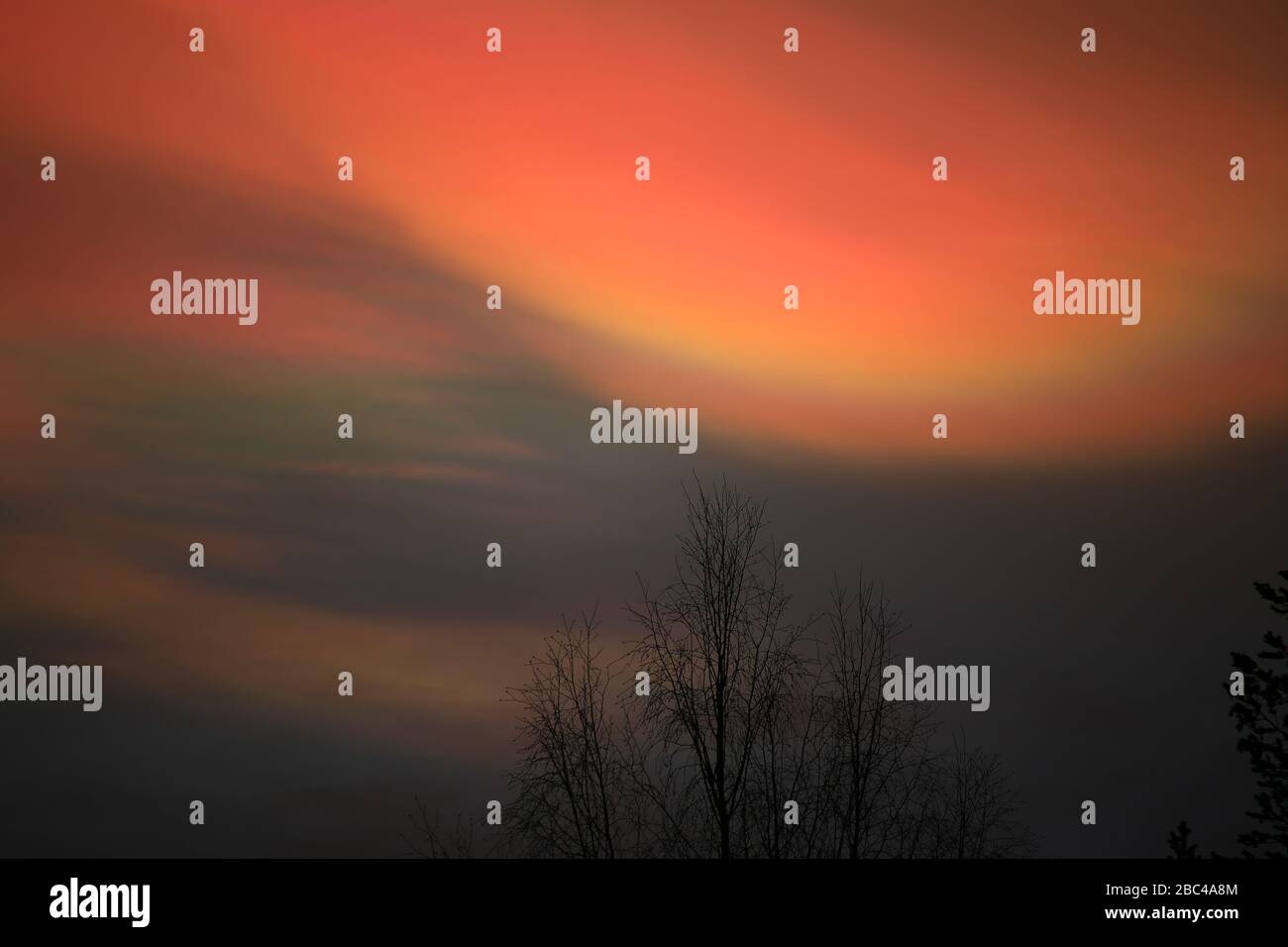 Nacreous clouds in dusk over tree silhouettes. Stock Photo