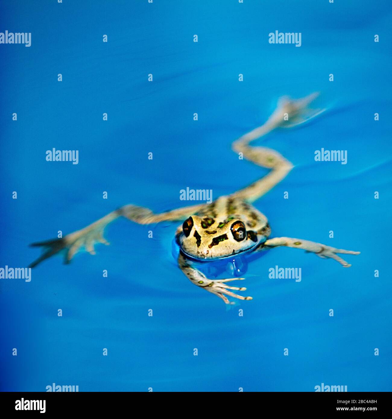 Motorbike frog in swimming pool Stock Photo