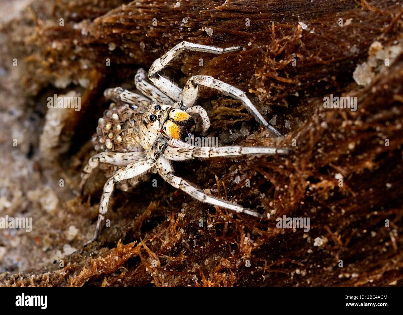 White female wolf spider carrying babies on her back Stock Photo