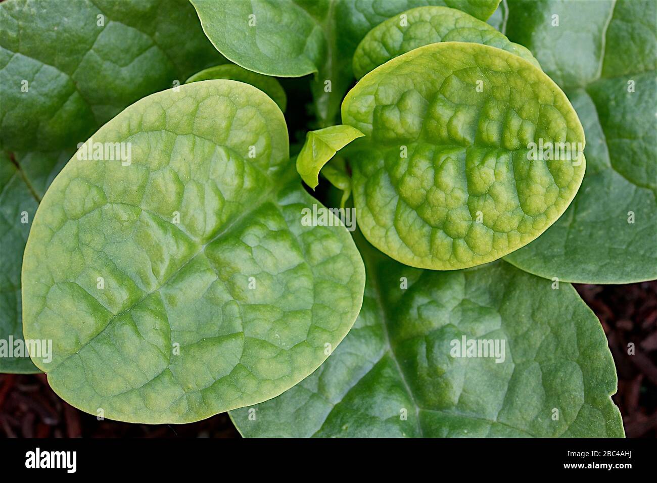 close-up of leaf vegetables in the vegetable garden Stock Photo