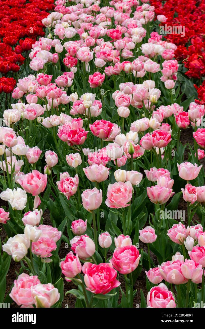 Blooming white and red tulips in Keukenhof, worlds largest flower ...