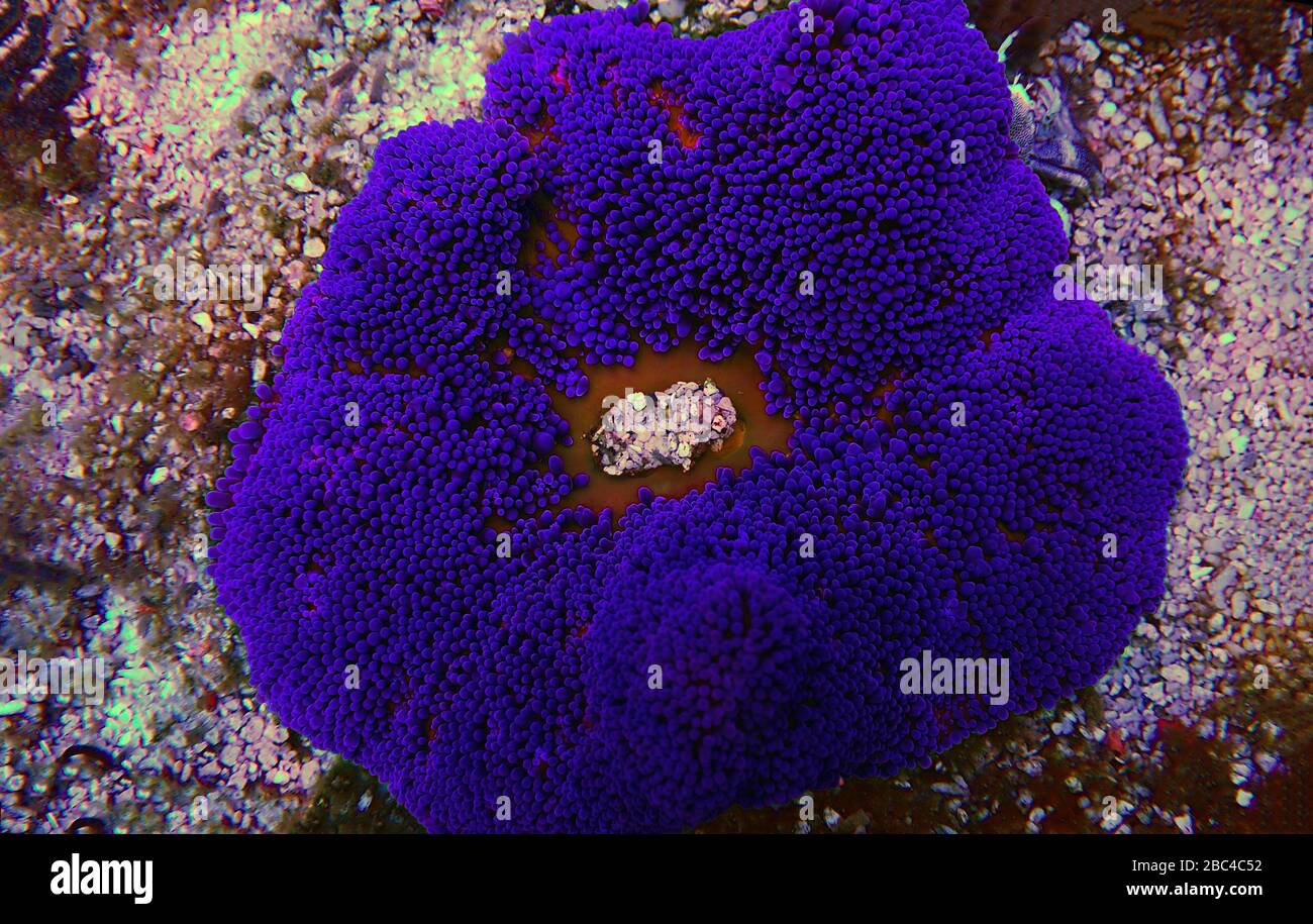 Blue colorful carpet sea anemone - Stichodactyla haddoni Stock Photo