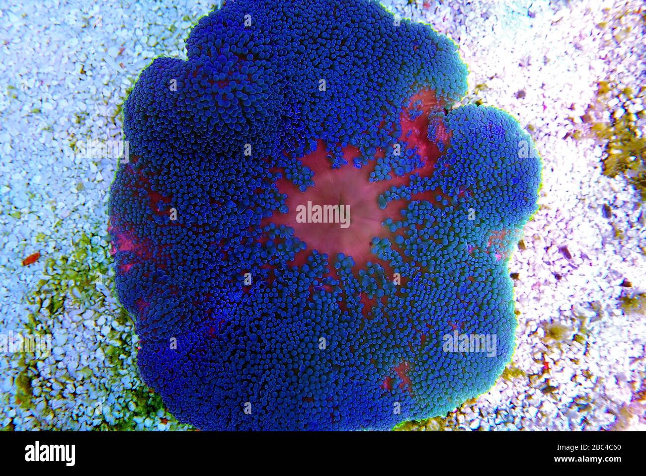 Blue colorful carpet sea anemone - Stichodactyla haddoni Stock Photo