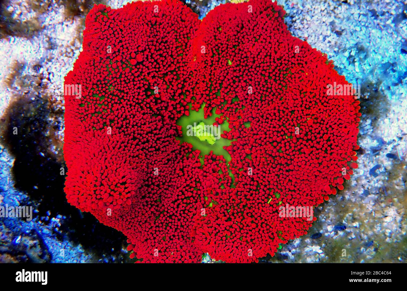 Red colorful carpet sea anemone - Stichodactyla haddoni Stock Photo