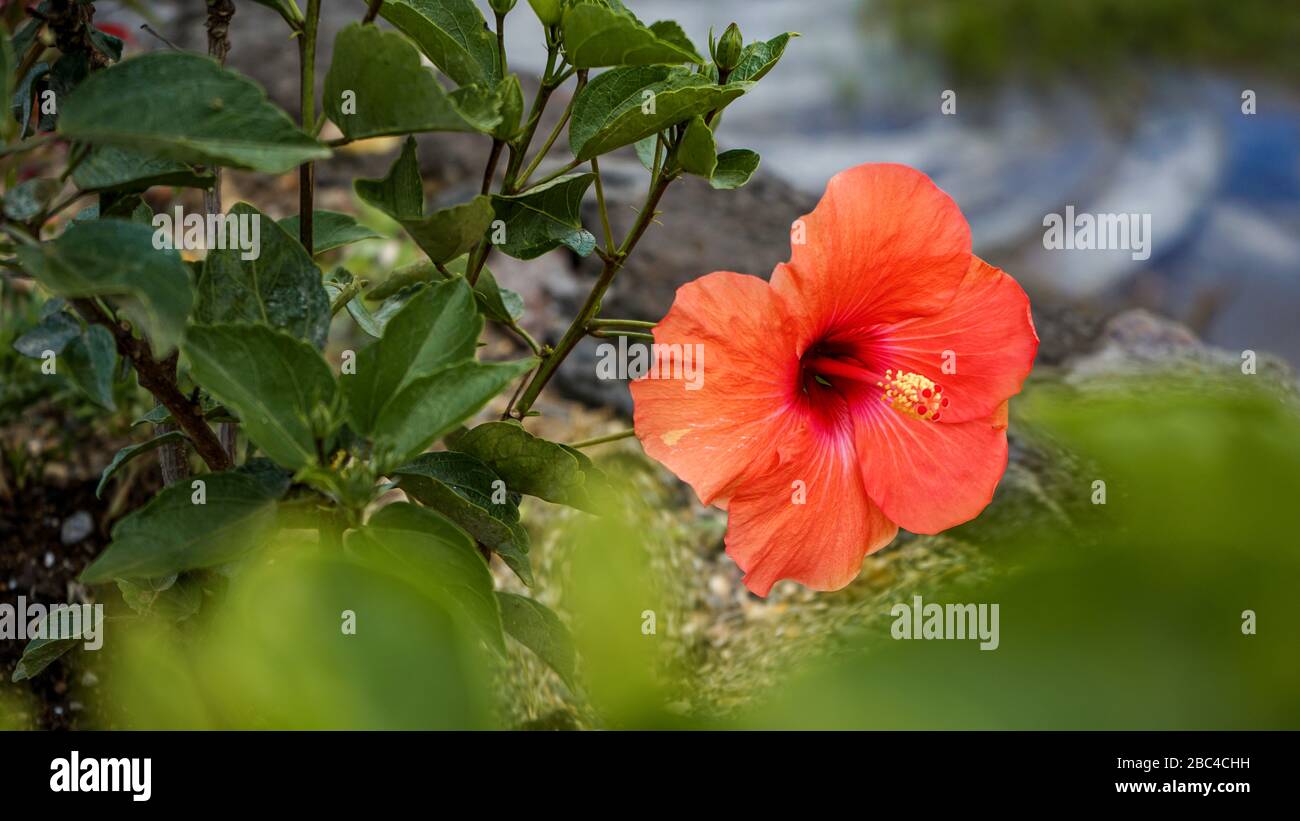 Close up Hibiscus flower in the flower garden Stock Photo