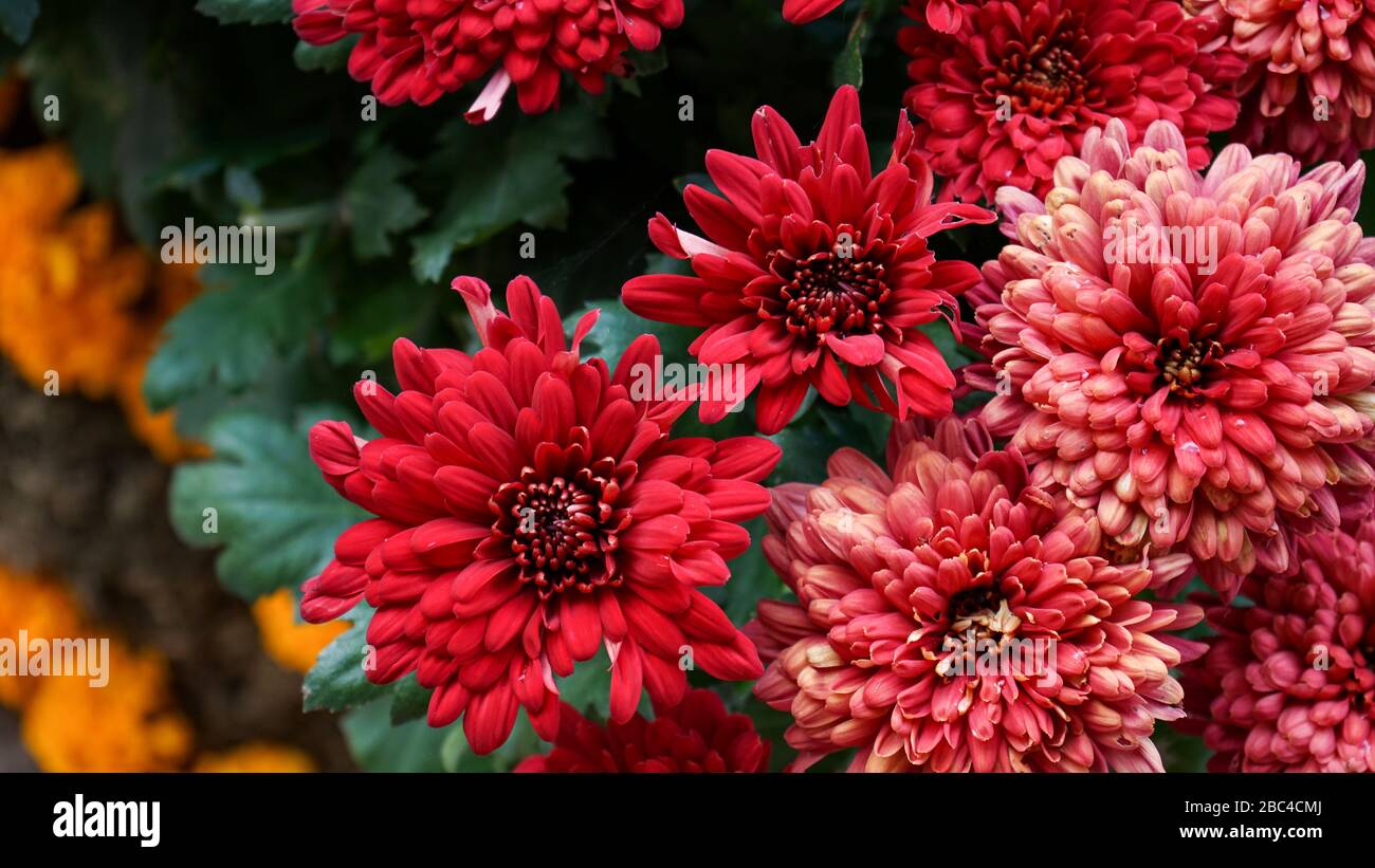 Close up Red flowers in a flower garden Stock Photo