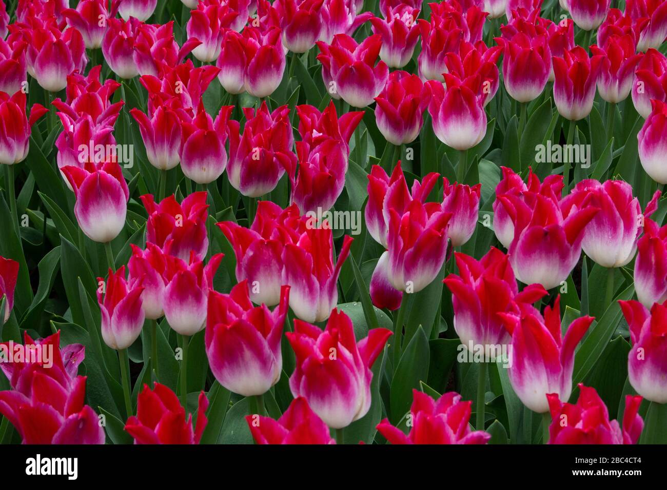 Blooming tulips in Keukenhof, worlds largest flower garden park Stock ...
