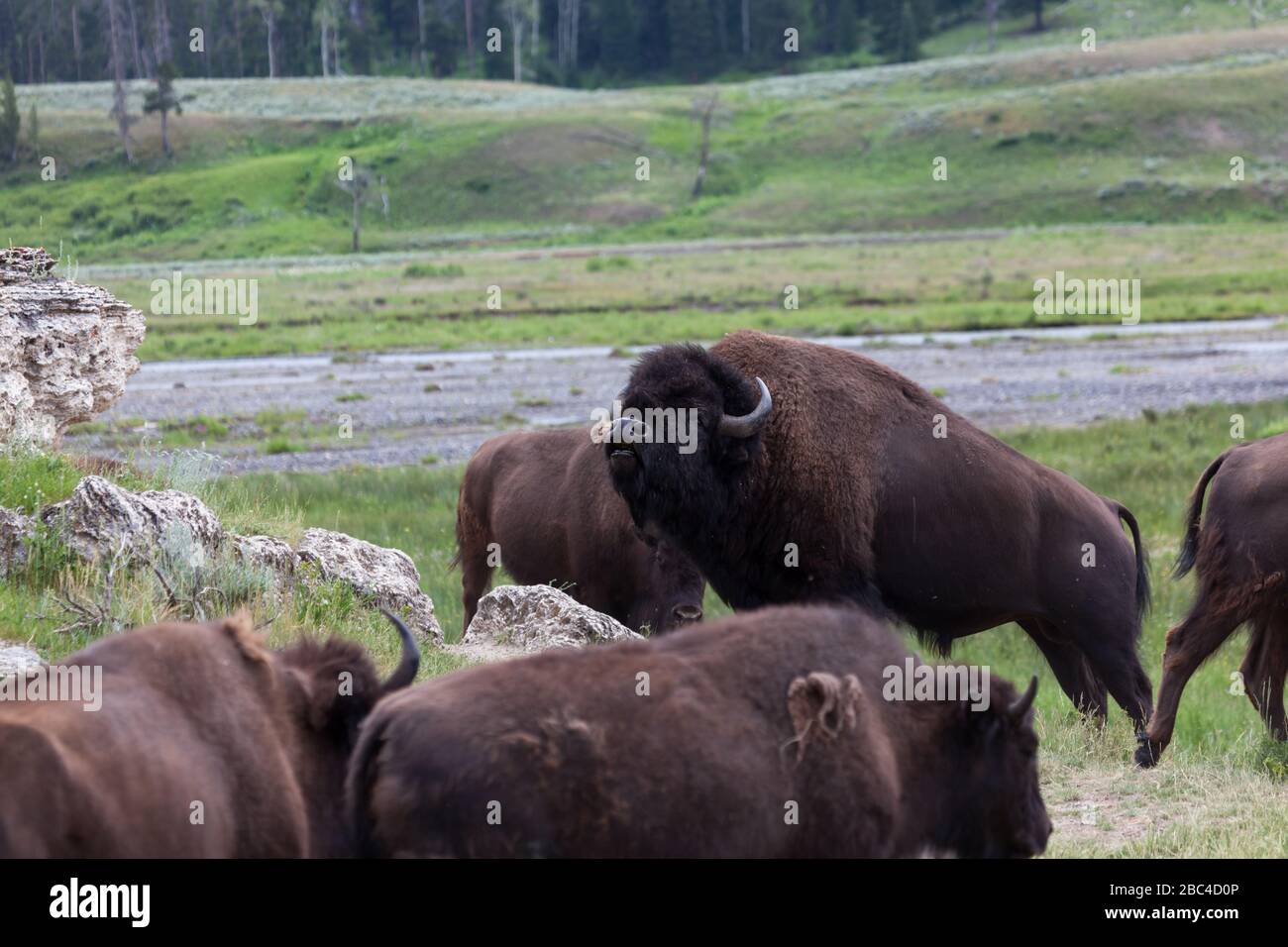 Yellowstone bison calling hi-res stock photography and images - Alamy